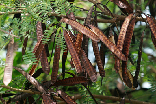 Close up of long brown beans growing on a tropical tree commonly known as the white lead-tree or the river tamarind.