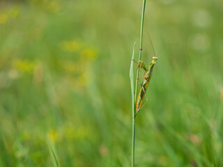 Praying mantis (Mantis religiosa) on blade of grass