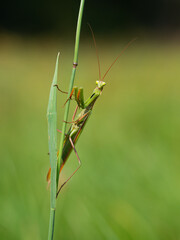 Praying mantis (Mantis religiosa) on blade of grass