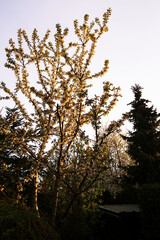 flowers on cherry branches at sunrise