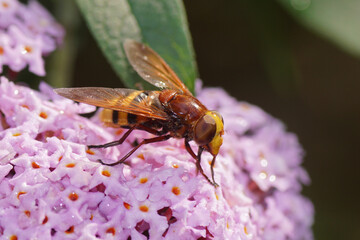 Hornet mimic hoverfly (Volucella zonaria), family Syrphidae on the flowers of a summer lilac (Buddleja davidii). Summer, July in a Dutch garden. 