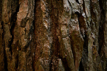 Patterned bark of pine tree. Rugged surface of coniferous trunk. Closeup picture. Texture of dry bark of aged pinaceae tree