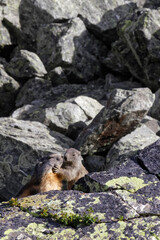 Gounghogs (Marmotta marmotta) on the rocks of Chamrousse