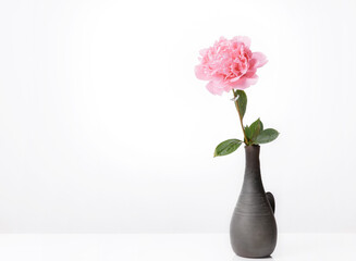 Pink peony in vase isolated on white background