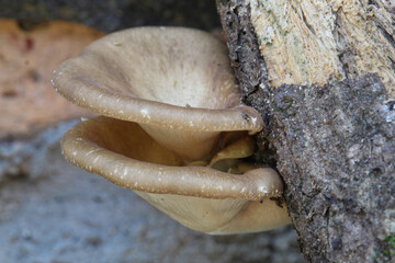 Fungi on dead wood trunk. Tropical Mushroom. Closeup view
