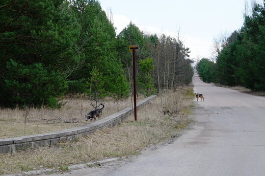 A Feral Dog In The Chernobyl Exclusion Zone. Homeless Animals In The Territory Contaminated With Radiation.