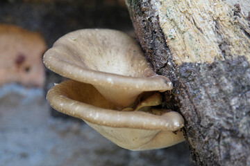 Close up of natural Fungus or Fungi on a tree trunk-forest.