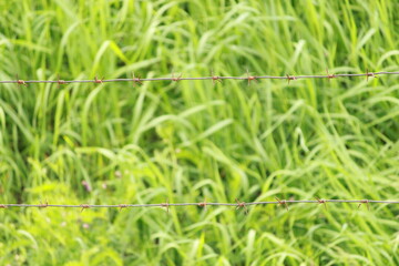 barbed wire on a background of green grass