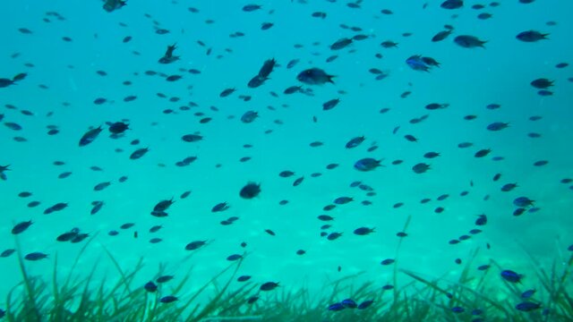 Large school of juvenile Mediterranean chromis fish (Chromis chromis) swims over dense thickets of marine grass Zostera. Adriatic Sea, Montenegro