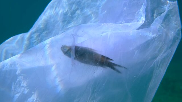 Close-up dead Mediterranean chromis fish (Chromis chromis) hitting trapped in plastic bag drifting in blue water in sunrays. Discarded blue plastic bag  floats with died fish inside on water column