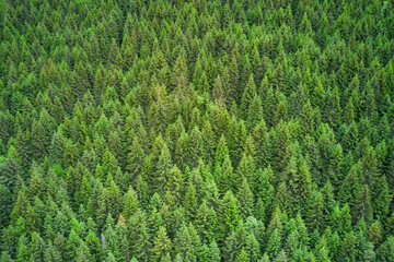Fototapeta na wymiar Conifer forest from above. Plantation of spruce trees. Top down aerial view. Green spruce on the slope aerial view from the side. Background forest view from above, green forest nature texture
