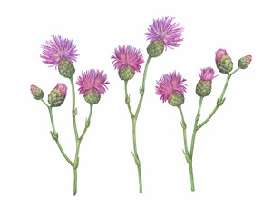 Set of the  field thistle flower ( Cirsium arvense, creeping thistle, way thistle, small-flowered). Watercolor hand drawn painting illustration isolated on white background. - 376385246