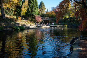Fototapeta premium duck in the water