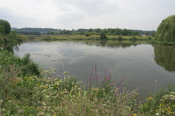 Eine Wiese mit wilden bunten Blumen und Pflanzen an einem See vor einem holländischen Dorf. Die Blumen haben gelbe und lila Töne, weiß und grün. Der Himmel iost leicht bewölkt.