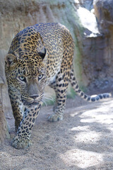 Sri Lankan leopard (Panthera pardus kotiya) walking