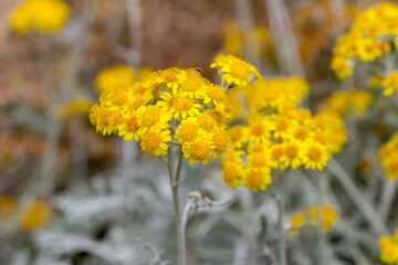 abundance of flowering wildflowers on a summer sunny day. Selective focus