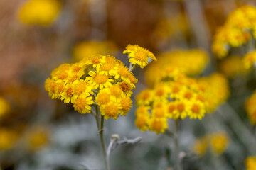 abundance of flowering wildflowers on a summer sunny day. Selective focus