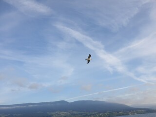 Goeland sur le Lac de Neuchâtel