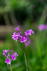 purple flowers in the garden