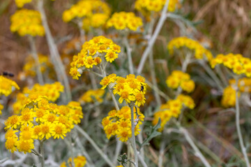 abundance of flowering wildflowers on a summer sunny day. Selective focus