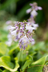 abundance of flowering wildflowers on a summer sunny day. Selective focus
