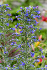 abundance of flowering wildflowers on a summer sunny day. Selective focus