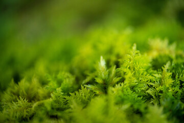 Nature in Tyrol, Austrian Alps