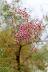 Incredibly beautiful, with delicate pink flowers, Tamarix shrub. Soft selective focus