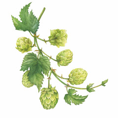 Closeup of a branch of the fresh green hop (Humulus lupulus) for use by the brewing industry. Watercolor hand drawn painting illustration isolated on white background. - 376386007