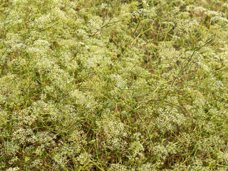 abundance of flowering wildflowers on a summer sunny day. Selective focus