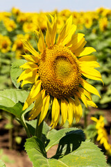 Agriculture. A blossoming sunflower flower on the farm field. Natural summer background of a bright field of sunflowers. Oil seed culture is grown on a rural field. Selective focus