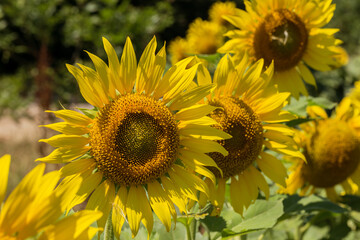 Agriculture. A blossoming sunflower flower on the farm field. Natural summer background of a bright field of sunflowers. Oil seed culture is grown on a rural field. Selective focus