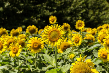 Agriculture. A blossoming sunflower flower on the farm field. Natural summer background of a bright field of sunflowers. Oil seed culture is grown on a rural field. Selective focus