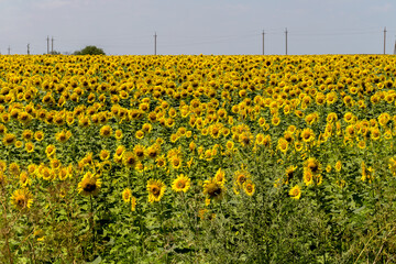 Fototapeta premium Agriculture. A blossoming sunflower flower on the farm field. Natural summer background of a bright field of sunflowers. Oil seed culture is grown on a rural field. Selective focus
