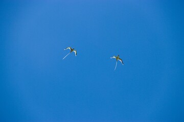 Duo de pailles-en-queue - Ile Maurice