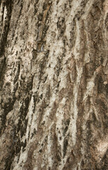 Si Thep Historical Park