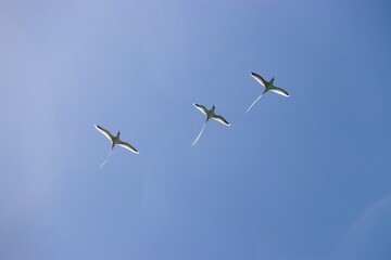 Pailles en queue - Ile Maurice 