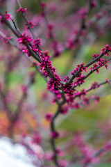 pink cherry blossom