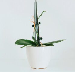 the stem of the Orchid without flowers, the concept of caring for orchids