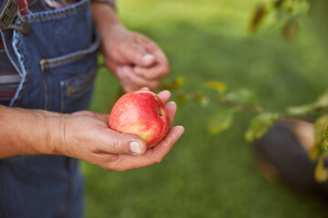Fresh ripe red apple in hand of a gardener