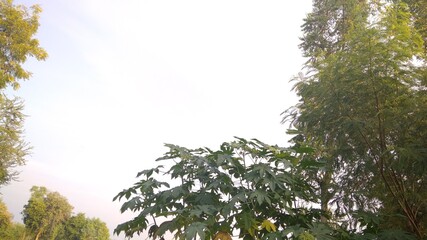 sun shining through the branches and beautiful sky