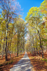 Autumn forest road in deciduous beech woodland