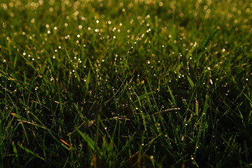 Obraz premium fresh grass with a dew