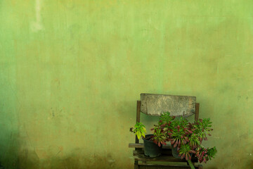 green plant on old wood with dirty green wall retro background