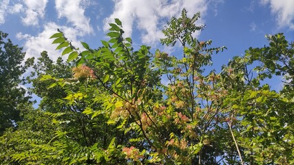 Vegetazione lungo il sentiero in estate