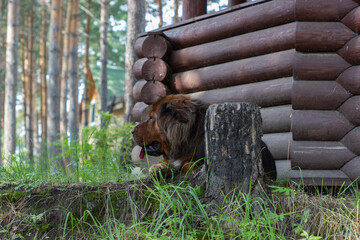Tibetan Mastiff on green grass against the background of a log gazebo