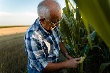 Senior farmer standing in corn field examining crop at sunset.