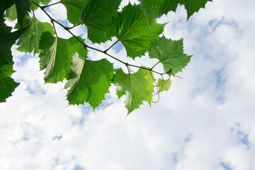 green leaves against blue sky