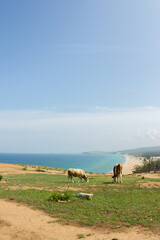 Cows on a hill against the background of the Baikal beach