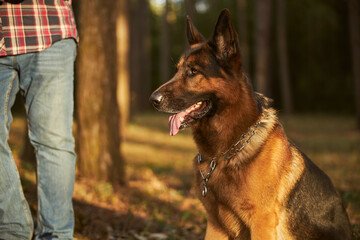 Cute german shepherd getting some outdoor time